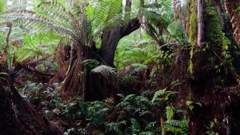 bosque tropical exuberante con helechos y árboles de musgo