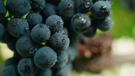 Primer-Plano-Uvas-Vino-Tinto-Uvas-Maduras