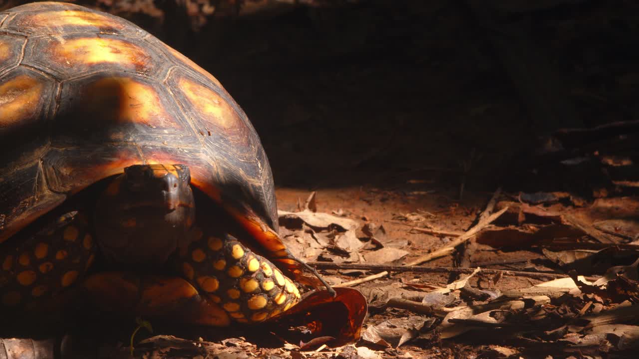 Yellow-footed tortoise rests calmly on forest floor in Peru Amazon during the quiet morning hours.