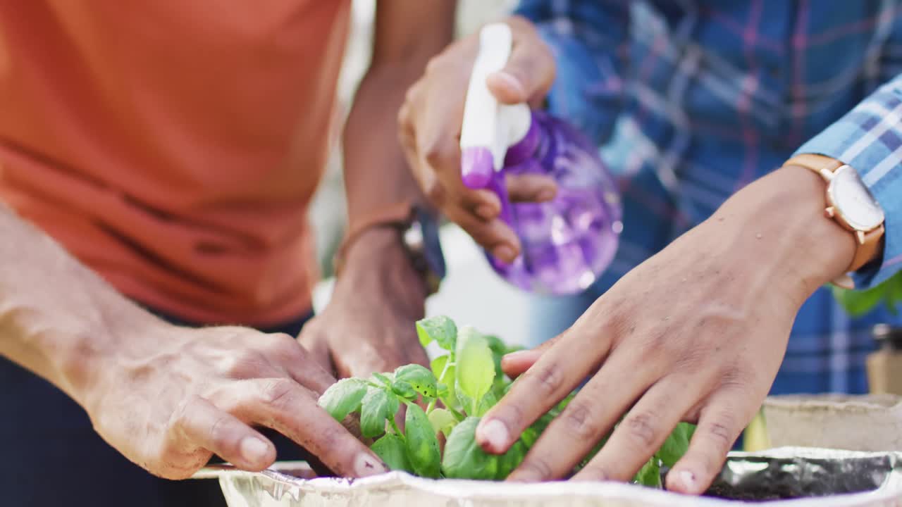 아프리카계 미국인 부부가 뒷마당에 허브를 심고 있습니다.
