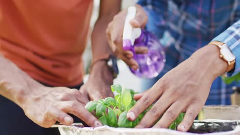 hands of african american couple planting herbs in backyard