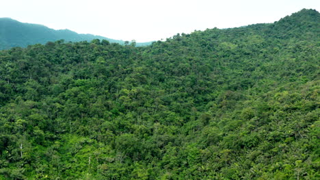 panoramic-shot-of-a-green-forest