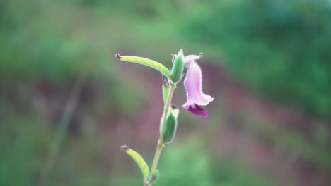 Una-Pequeña-Flor-Rosada-Se-Encuentra-Sobre-Un-Fondo-De-Hierba