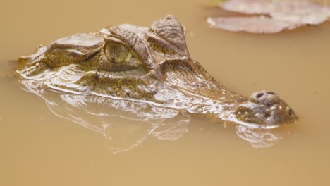 the top half of the head of an amazonian caiman crocodile bobbing up and down in the murky water, static shot