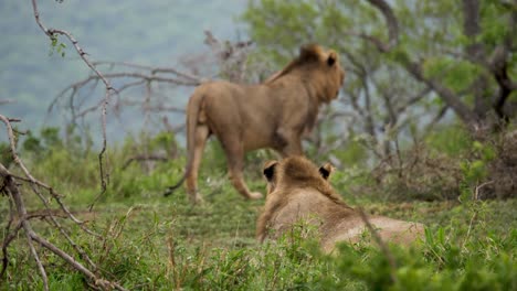 Dos-Leones-Alertas-En-El-Desierto-Africano-Se-Alejan---Cámara-Lenta