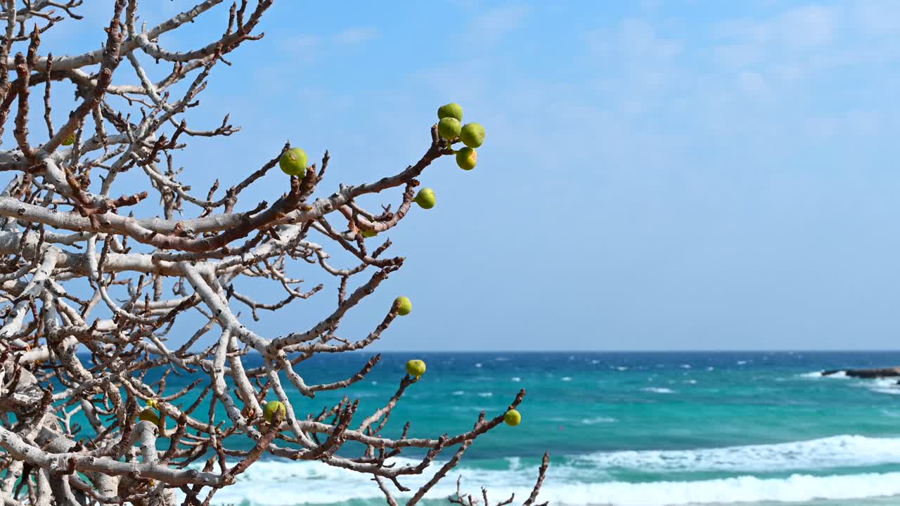 Close up of fig tree branches with green fruits frame a turquoise sea
