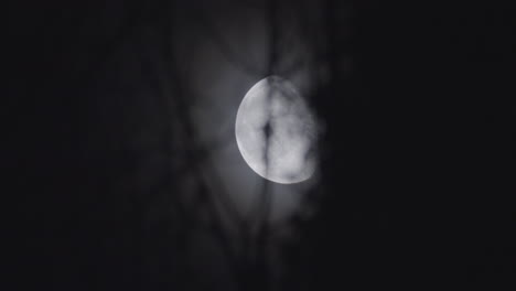 primer plano detallado de la luna moviéndose detrás de ramas desnudas en la noche