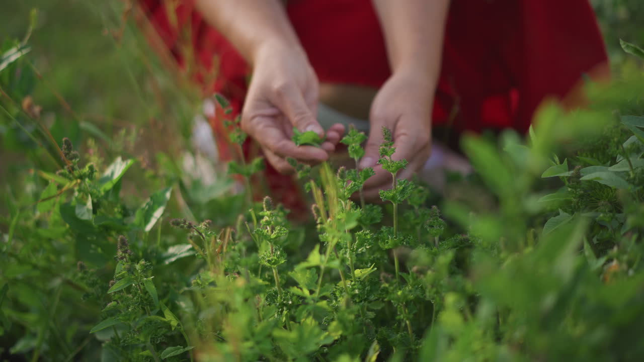 Donna bianca che raccoglie erbe in un prato, primo piano delicato delle mani che raccolgono foglie verdi fresche da un campo di erbe selvatiche, abito rosso visibile, calda luce solare, lenta e consapevole raccolta, atmosfera di giardinaggio biologico.