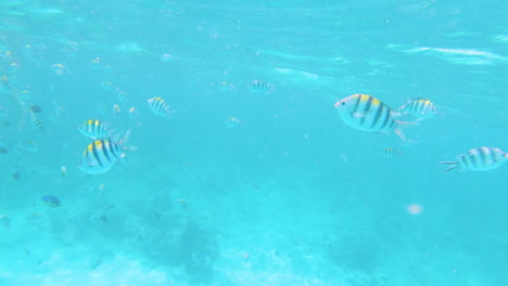 diver swimming among school of tropical fish in shallow coral sea