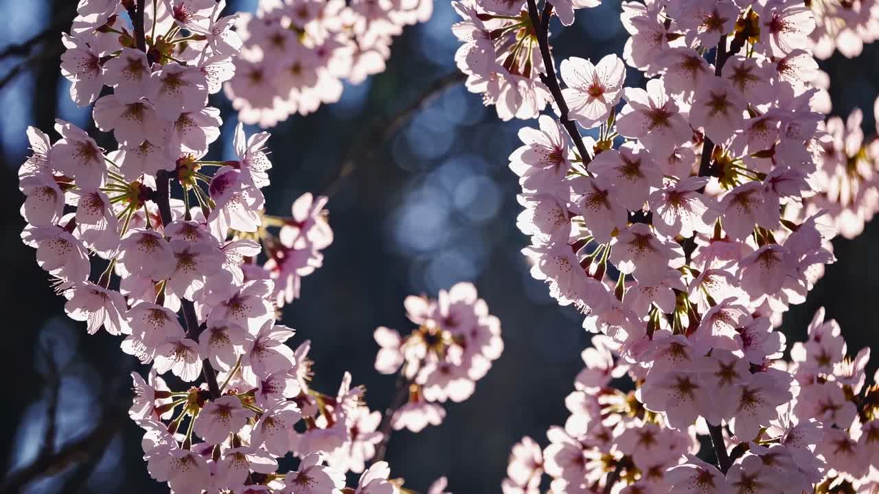 Bellissimi fiori di sakura che sbocciano alla luce del sole primaverile