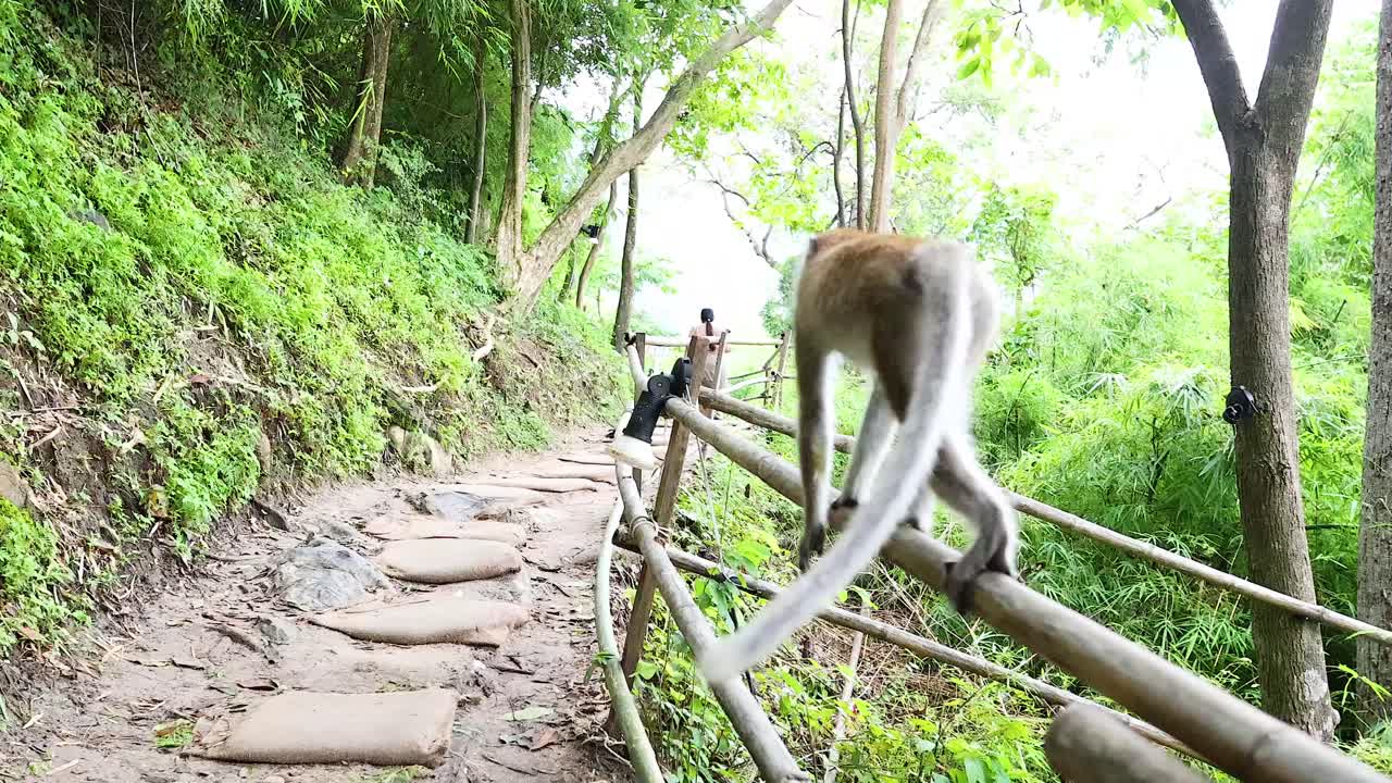 Monkey balances on fence in lush Krabi trail
