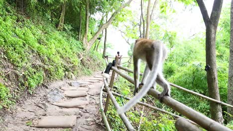 monkey balances on fence in lush krabi trail