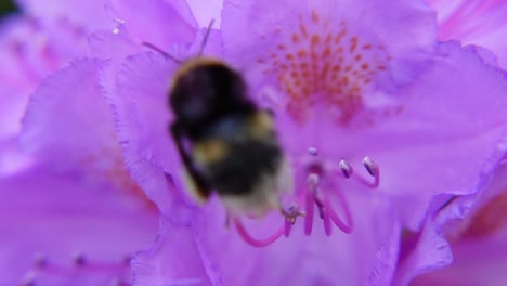 Hummel-Sammelt-Nektar-Aus-Lila-Blüten---Makroaufnahme