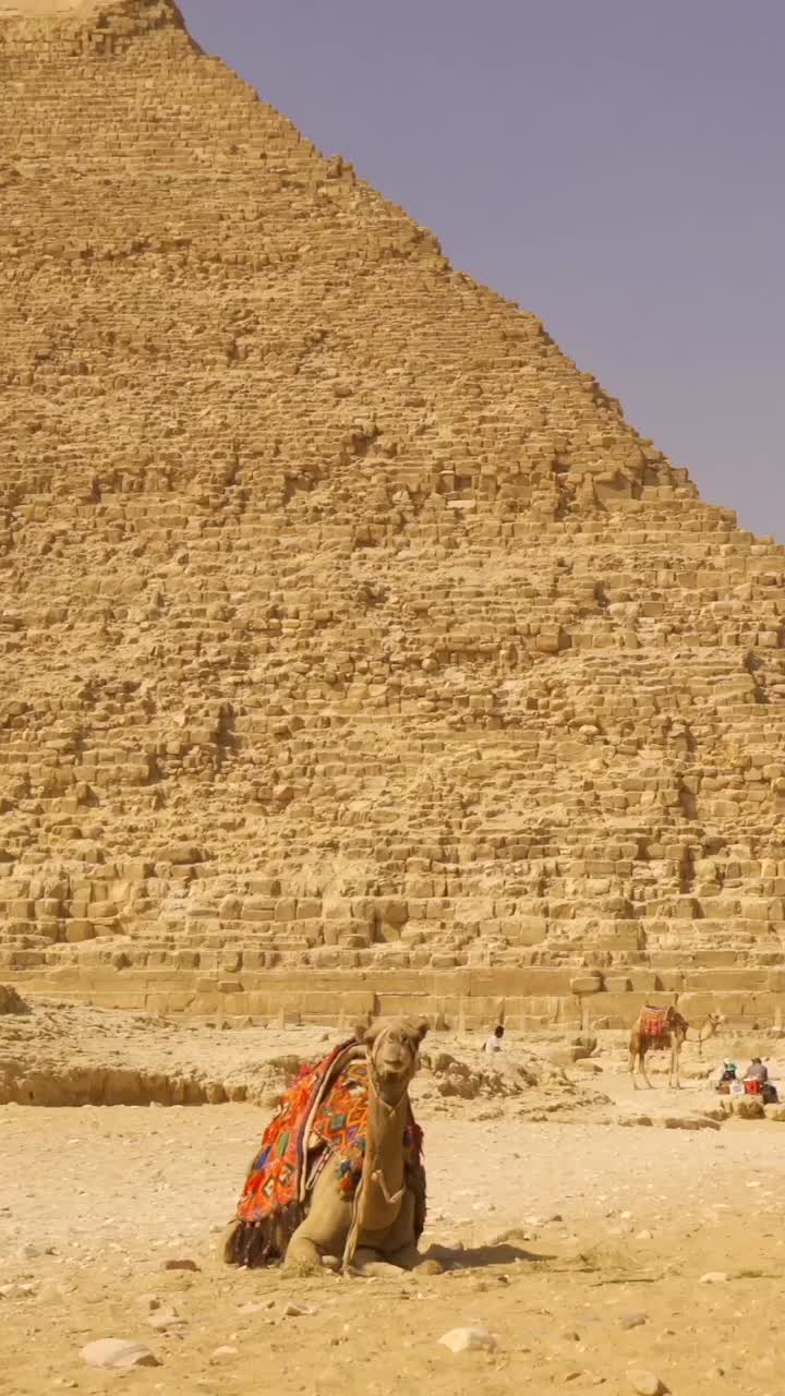 Cammello alle piramidi di Giza
