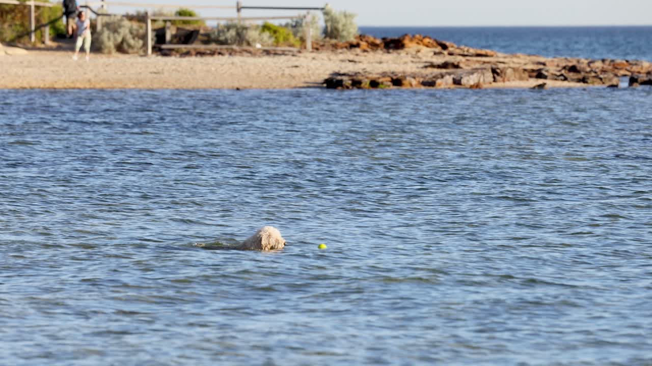 브라이튼 해변에서 해변을 향해 수영하는 개