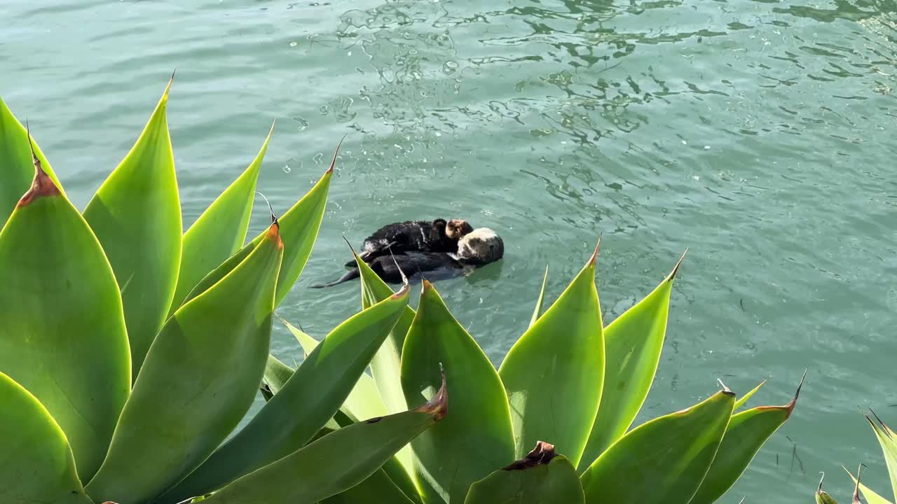 Handheld wide tracking shot of a sea otter mom and pup floating in the marina at Morro Bay, California. 4K