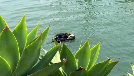 handheld wide tracking shot of a sea otter mom and pup floating in the marina at morro bay, california. 4k