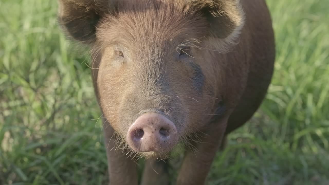 Close Up of a Brown Pig in a Field