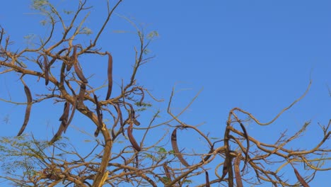 empty carob tree branches in winter on clear day, medium shot