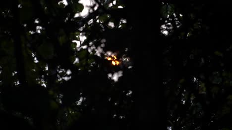 la toma en cámara lenta revela el sol a través de la densa vegetación, las bengalas del sol en la silueta de las hojas