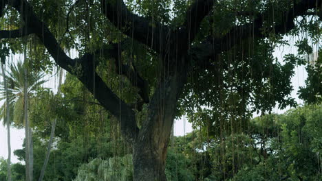 large banyan tree with hanging roots