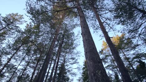 Mirando-Hacia-árboles-Enormes-Sobre-Un-Cielo-Azul