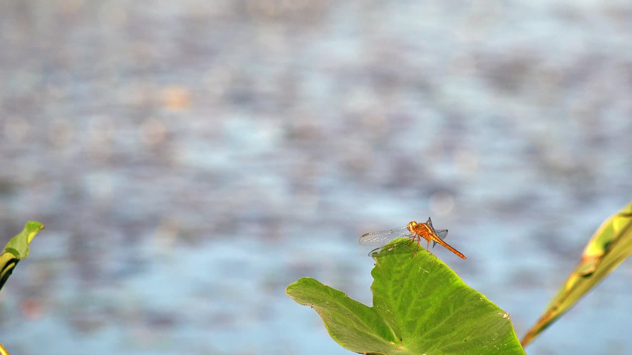 amplia toma externa de una mosca dragón roja sentada sobre una hoja verde en primer plano