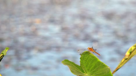 Wide-External-Shot-Of-Red-Dragon-Fly-Sitting-on-green-Leaf-in-the-Foreground