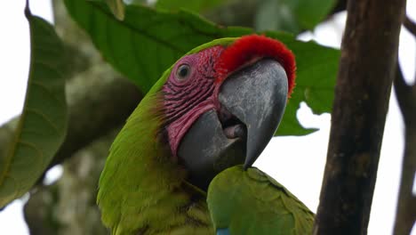 Close-up-shot-of-an-exotic-great-green-macaw-with-red-forehead-perched-on-tree-branch,-wondering-around-the-surrounding-environment