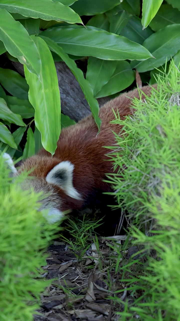 Un panda rosso soffice si muove tra fitte foglie verdi e bambù nel suo habitat naturale