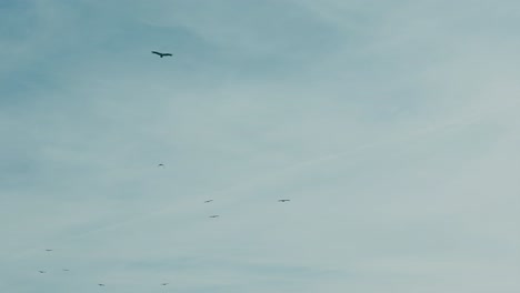 Vultures-flying-over-a-blue-sky-over-a-mountain-landscape