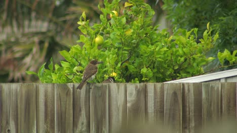 Butcherbird-Hopping-Along-Shed-Roof-and-Young-Juvenile-Butcherbird-Perched-On-Fence-Australia-Gippsland-Victoria-Maffra