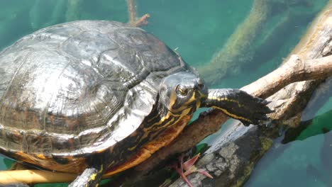 cerca de la tortuga acuática descansando en el desierto de las marismas del lago en un día soleado