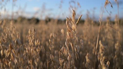 Avena,-Grano-De-Cereal-Cultivado-Por-Su-Semilla,-Brisa-Fresca-De-Verano-En-Cámara-Lenta-De-Campo-Orgánico-Natural