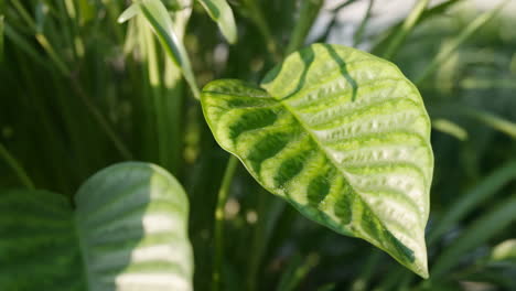 close-up of a green leaf