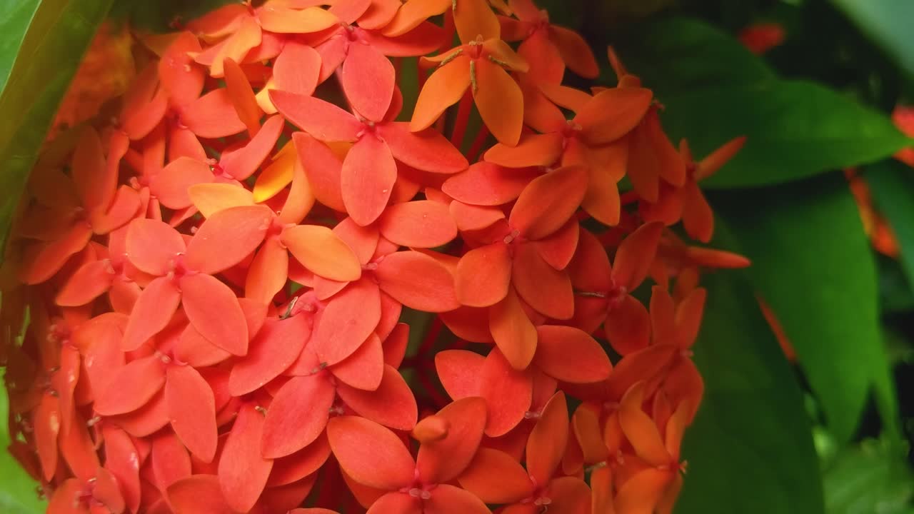 은 rubiaceae 꽃, ixora coccinea의 근접