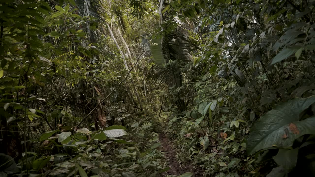 senderos con plantas tropicales en la selva amazónica en ecuador, américa del sur
