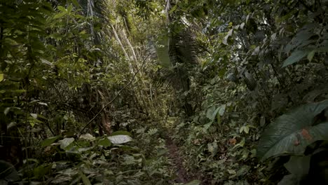 Trails-With-Tropical-Plants-At-The-Amazonian-Rainforest-In-Ecuador,-South-America