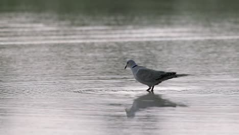 Una-Paloma-De-Collar-Africano-Bebiendo-Delicadamente-Agua-De-Un-Estanque-En-Abu-Dhabi,-Emiratos-Árabes-Unidos.