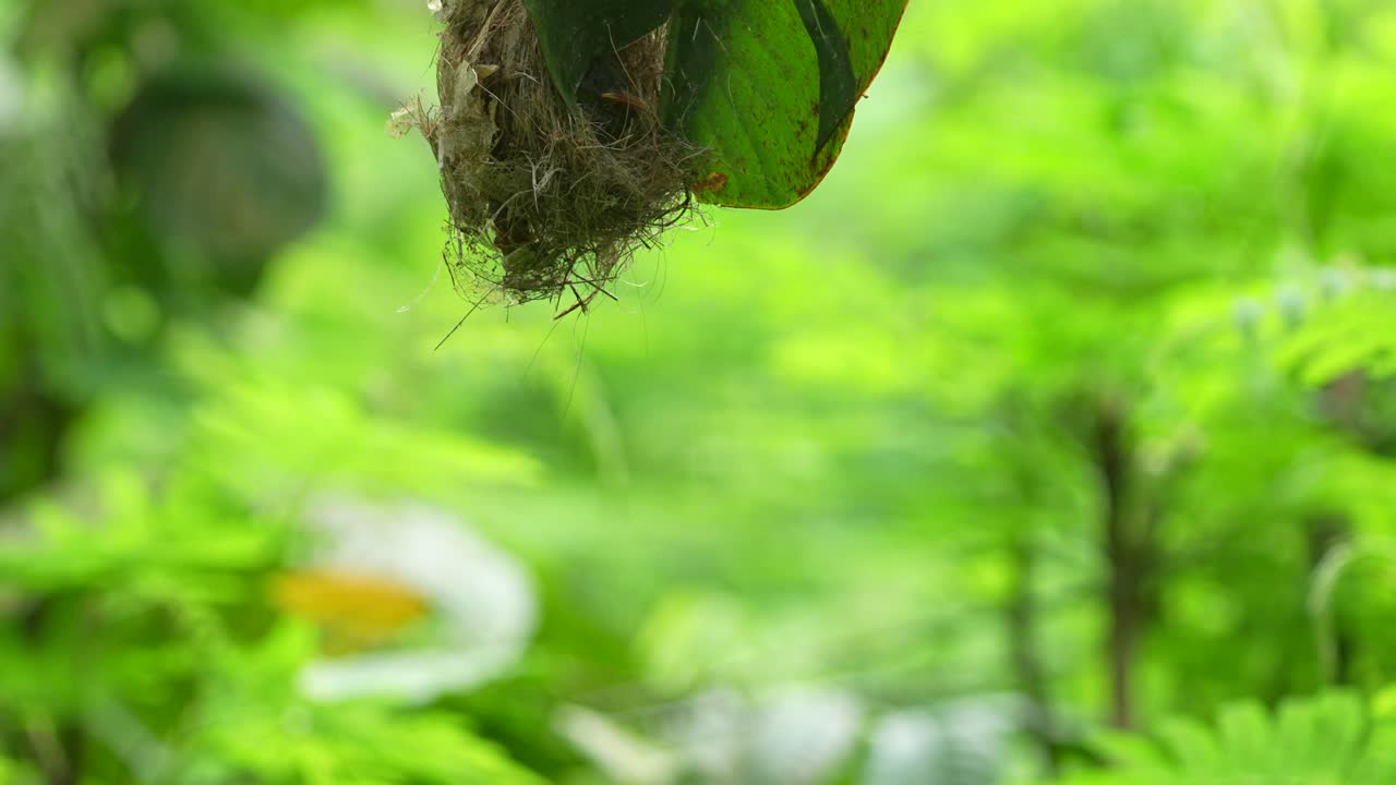 Little spiderhunter bird, likely a female given the less vibrant plumage, feeding its chicks inside a hanging, pear-shaped nest.