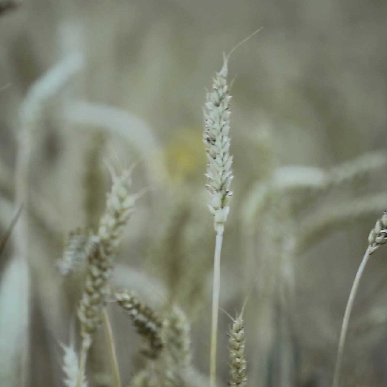 Spighe di Grano Dorato. Vista ravvicinata delle spighe di grano dorato