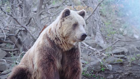 a wild brown bear relaxing in nature