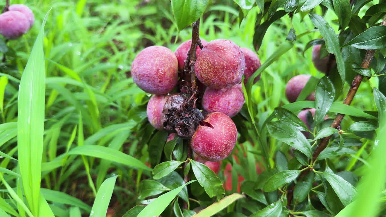 Primo piano cinematografico di un gruppo di prugne rosse mature su un ramo basso nel frutteto Nhà Vườn Sĩ Thuý a Mộc Châu, Vietnam, Asia, che mostra la vita agricola naturale