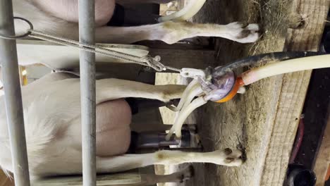 Vertical---Máquina-De-Ordeño-Extrayendo-Leche-De-La-Ubre-De-La-Cabra-Niñera-En-La-Granja-Lechera