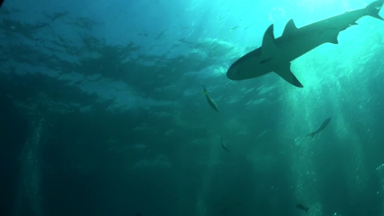 Good footage of a shark swimming underwater from below