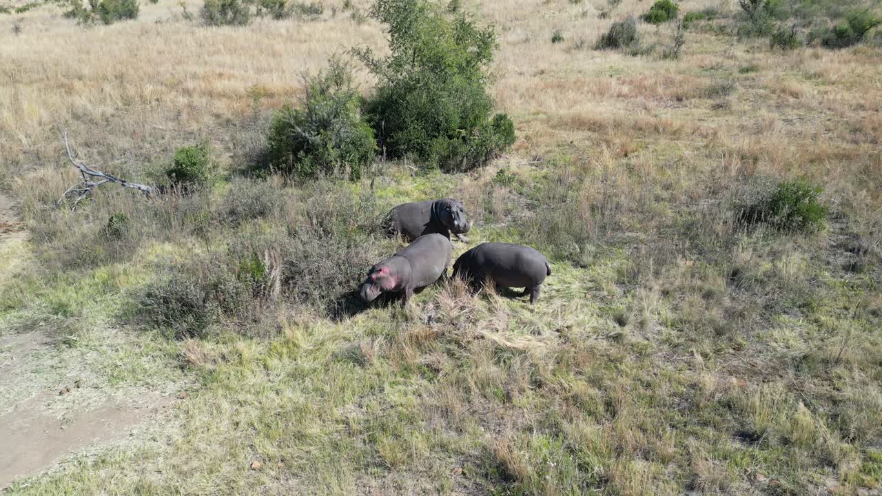 남아프리카 북서부 루스텐부르크에 있는 야생 히포포타무스