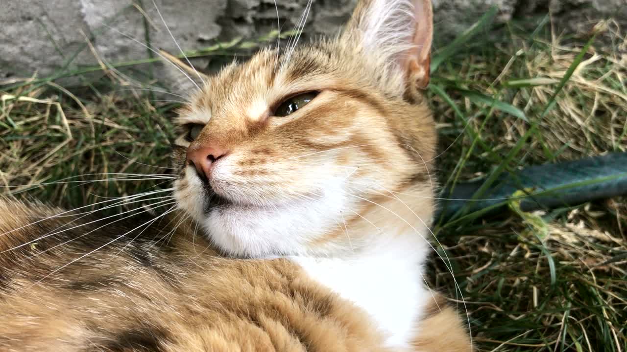 gato peludo de color tendido en la calle y bostezando