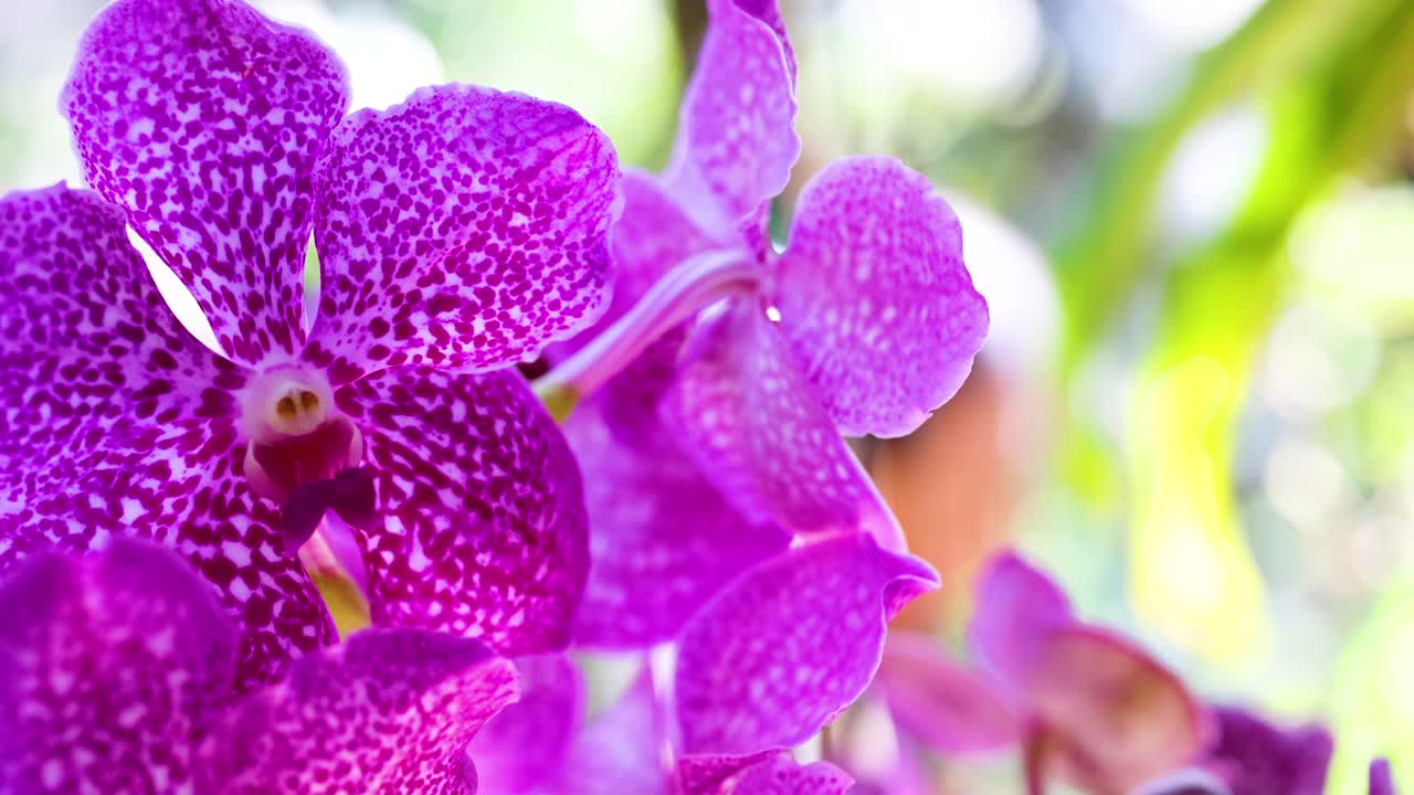 아름다운 보라색 오키디의 클로즈업