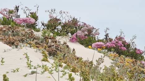 wild flowers grow on the edge of a sand dune on the edge of a beach