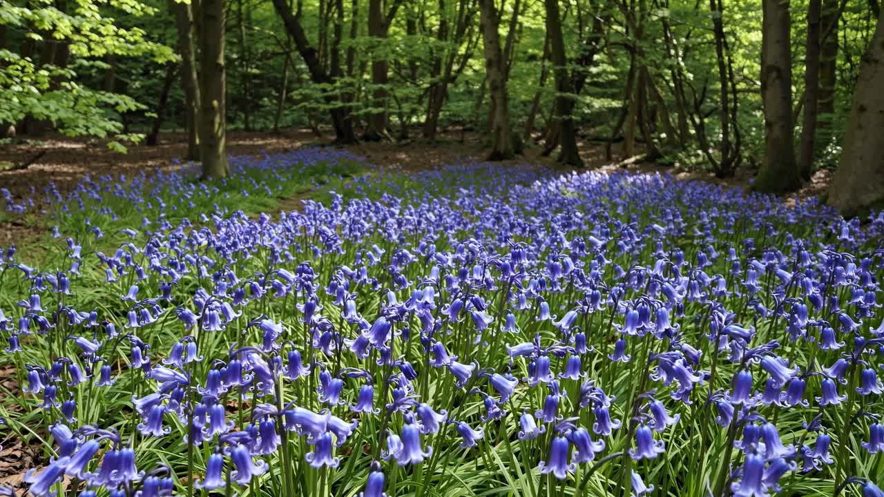 A serene forest scene with a carpet of bluebells. Low-angle shot captures the vibrant flowers